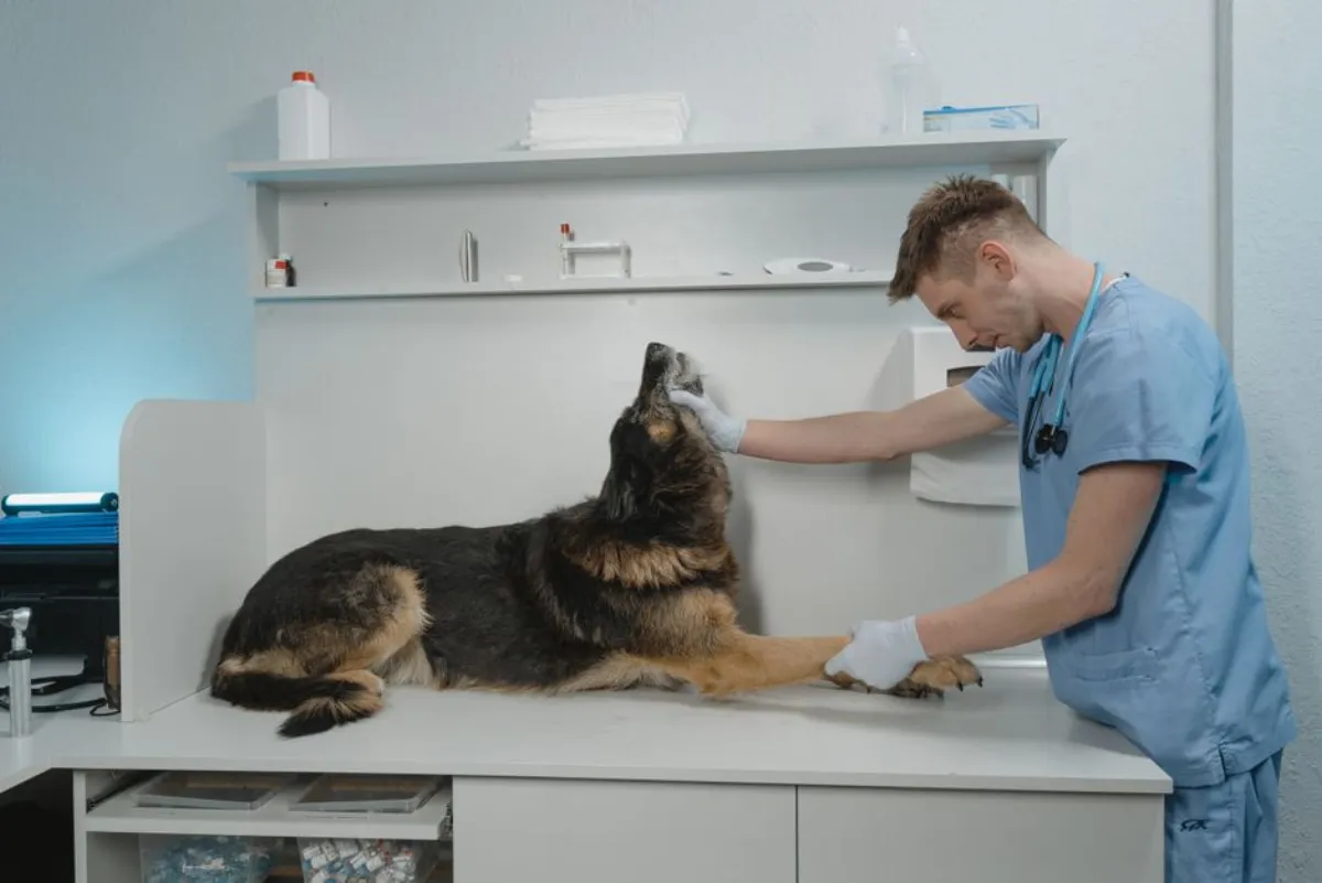 dog checkup